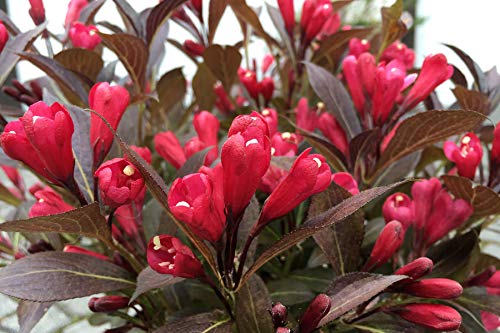 Electric Love® Weigela