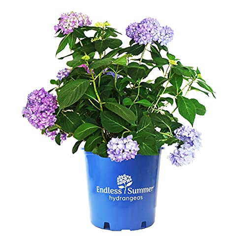 Endless Summer® The Original Hydrangea