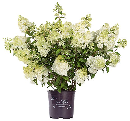 Strawberrry Sundae® Hydrangea