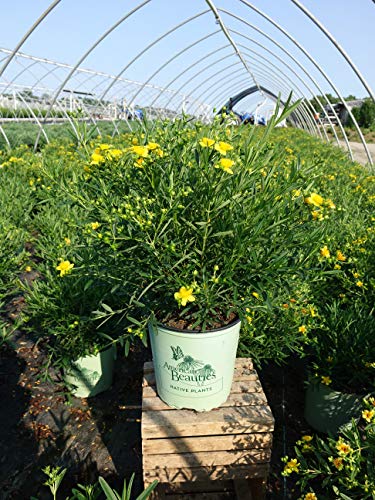 Gemo St. John's Wort