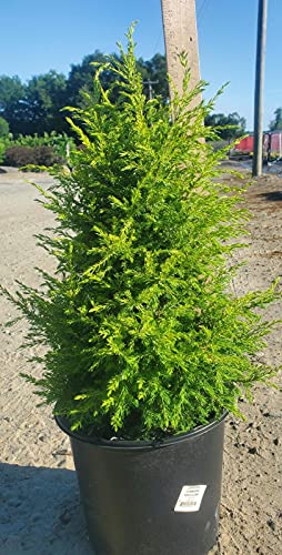 Gold Cone Juniper