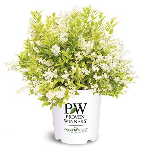 Chardonnay Pearls® Deutzia