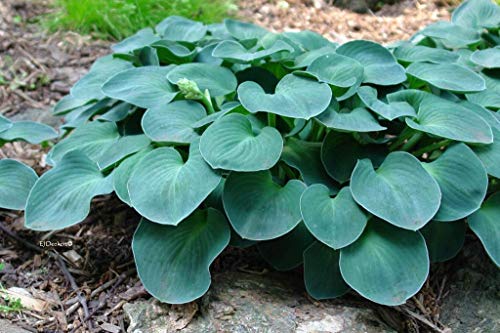 Blue Mouse Ears Hosta