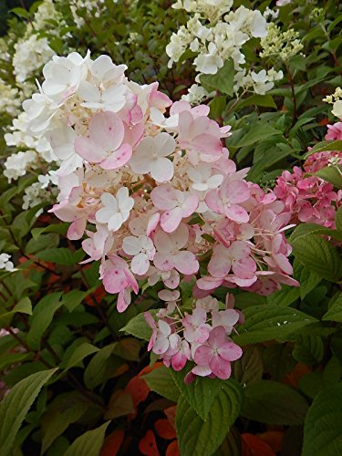 Fire Light® Panicle Hydrangea