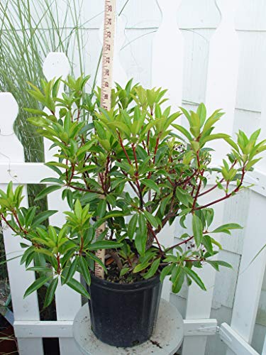 Kaleidoscope Mountain Laurel