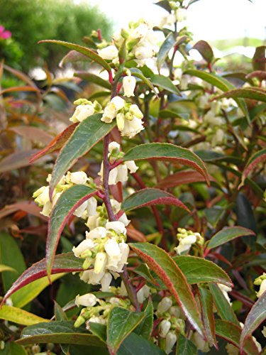 Coast Leucothoe