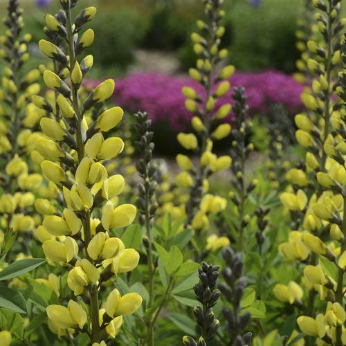 Lemon Meringue False Indigo