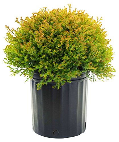 Fire Chief™ Globe Arborvitae