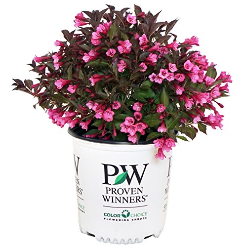 Wine & Roses® Weigela