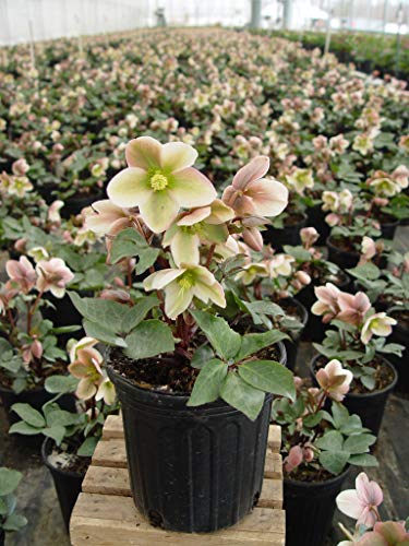 Ivory Prince Christmas Rose