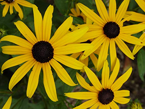 Viettes Little Suzie Rudbeckia