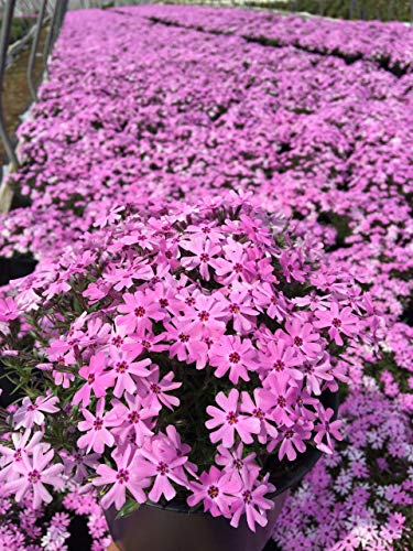 Fort Hill Moss Phlox