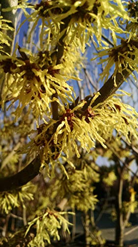 Arnolds Promise Witch Hazel