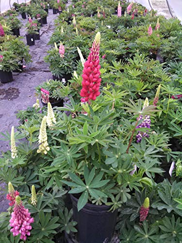 Russell Hybrids Lupine