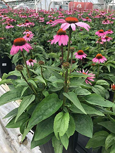 Magnus Purple Coneflower