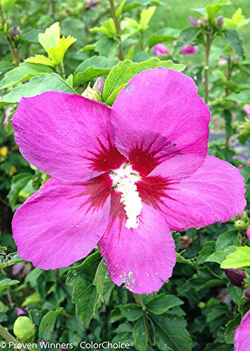 Lil' Kim® Violet Rose of Sharon