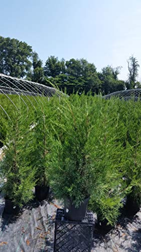 Columnar Hetzi Juniper