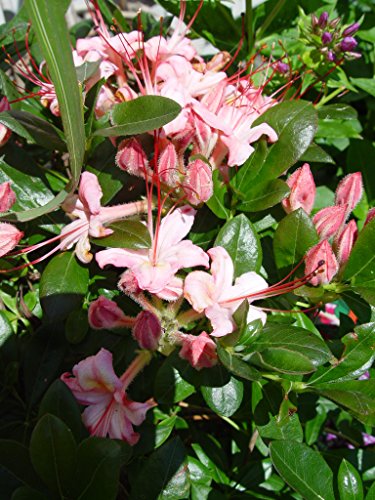 Pink and Sweet Swamp Azalea