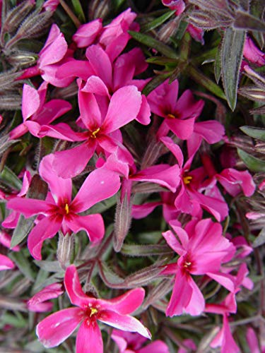 Scarlet Flame Moss Phlox