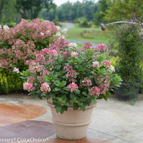 Little Quick Fire® Panicle Hydrangea