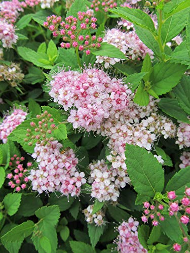 Little Princess Spirea