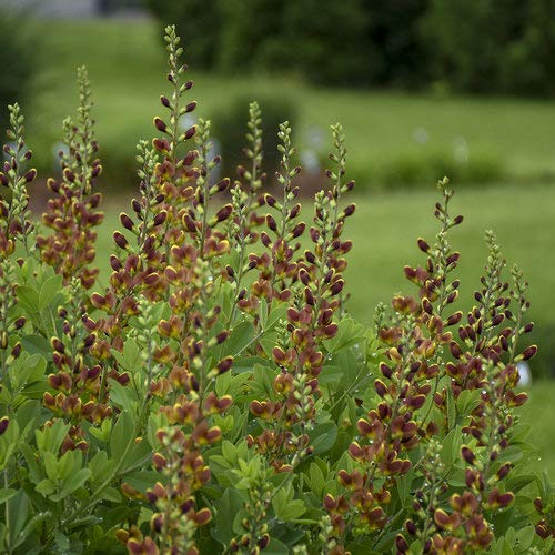 Cherry Jubilee False Indigo