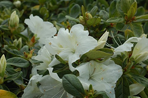 Delaware Valley White Azalea