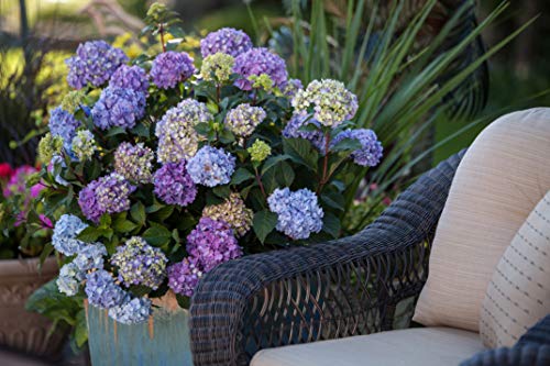 Endless Summer® Bloomstruck® Hydrangea