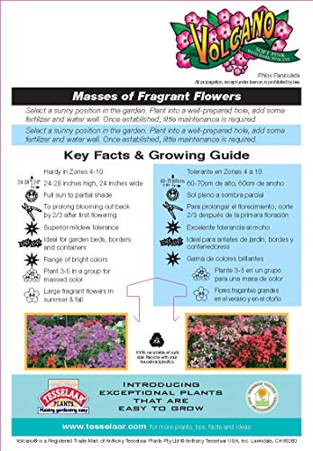 Volcano® Soft Pink with Dark Eye Garden Phlox