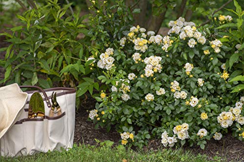 Popcorn Drift® Groundcover Rose