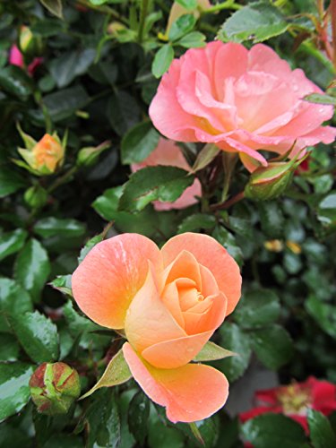 Peach Drift® Rose