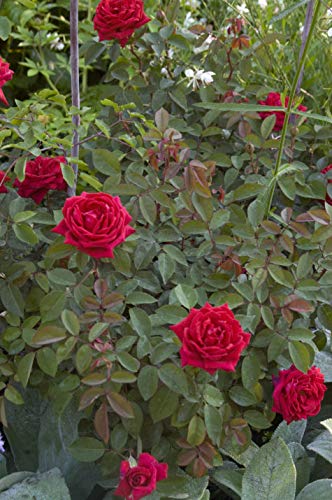 Kashmir Rose