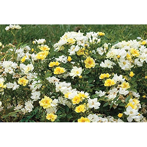 Lemon Drift® rose