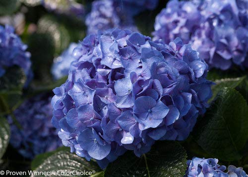 Let's Dance® Blue Jangles® Reblooming hydrangea