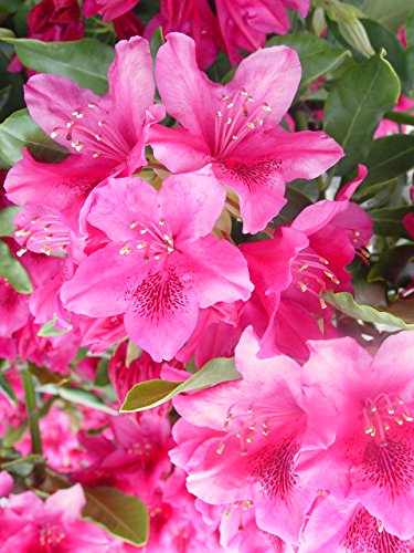 Nova Zembla Rhododendron