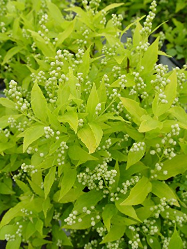 Chardonnay Pearls® Deutzia