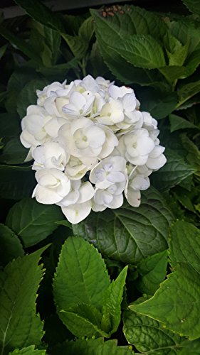 Endless Summer® Blushing Bride® Hydrangea