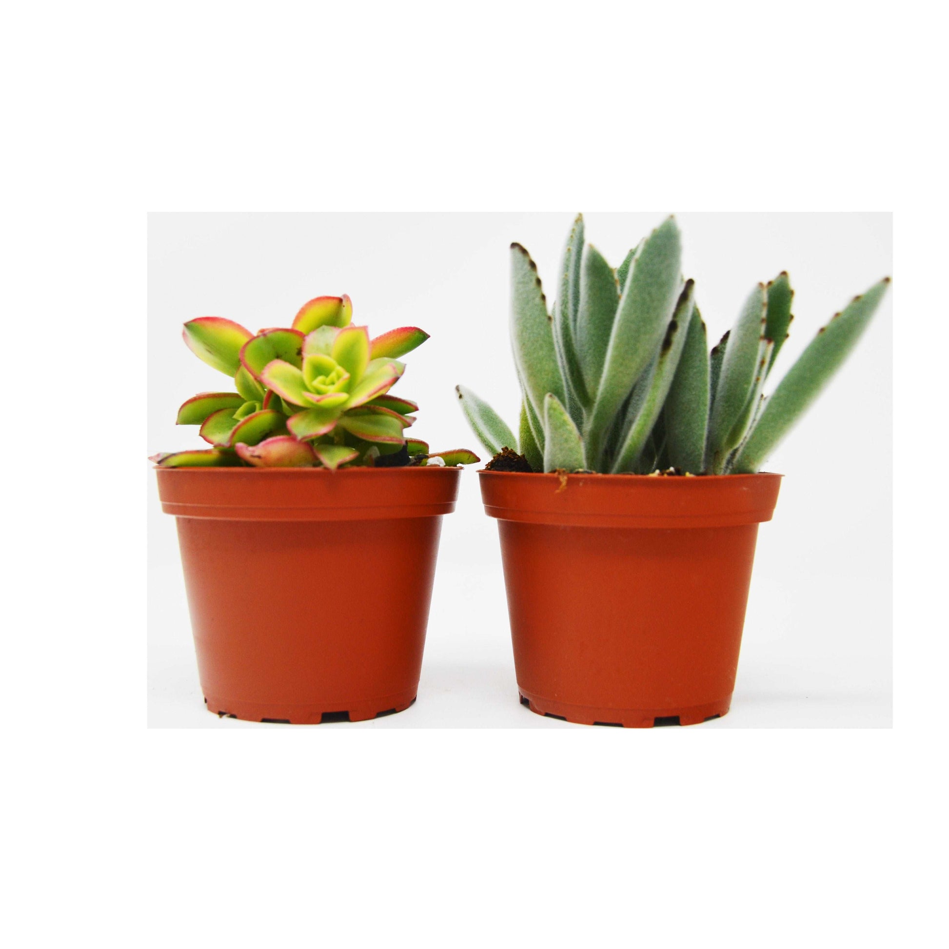 2 Succulent Variety Pack / 4" Pot / Live Home and Garden Plant House Plant Shop