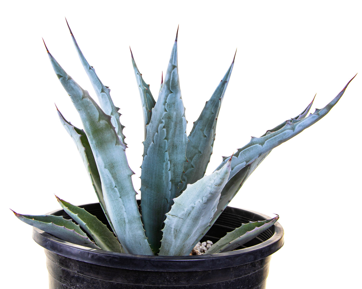 Agave Americana