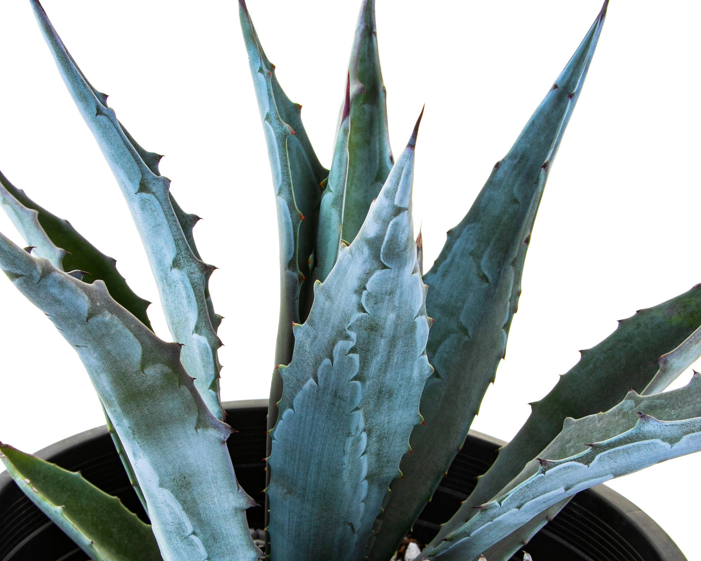 Agave Americana