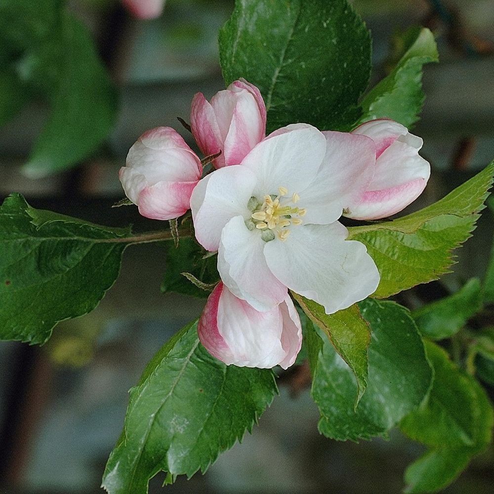 Apple Tree 'Cortland'