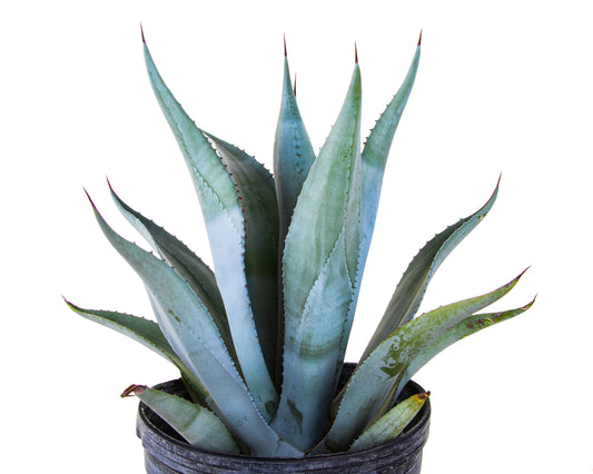 Agave Franzosinni