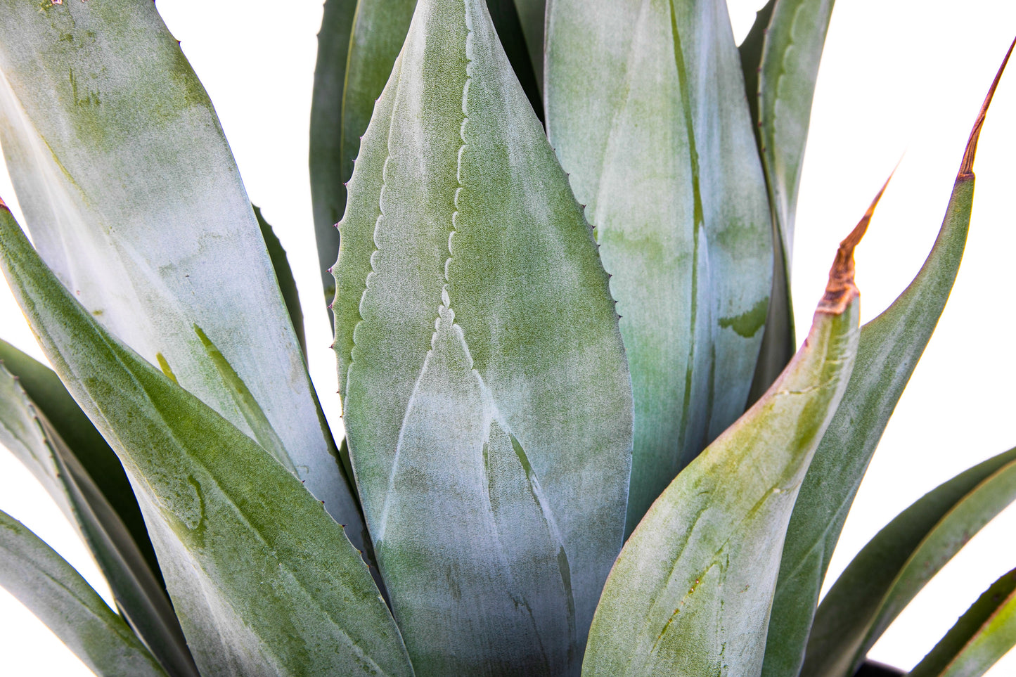 Agave Weberi