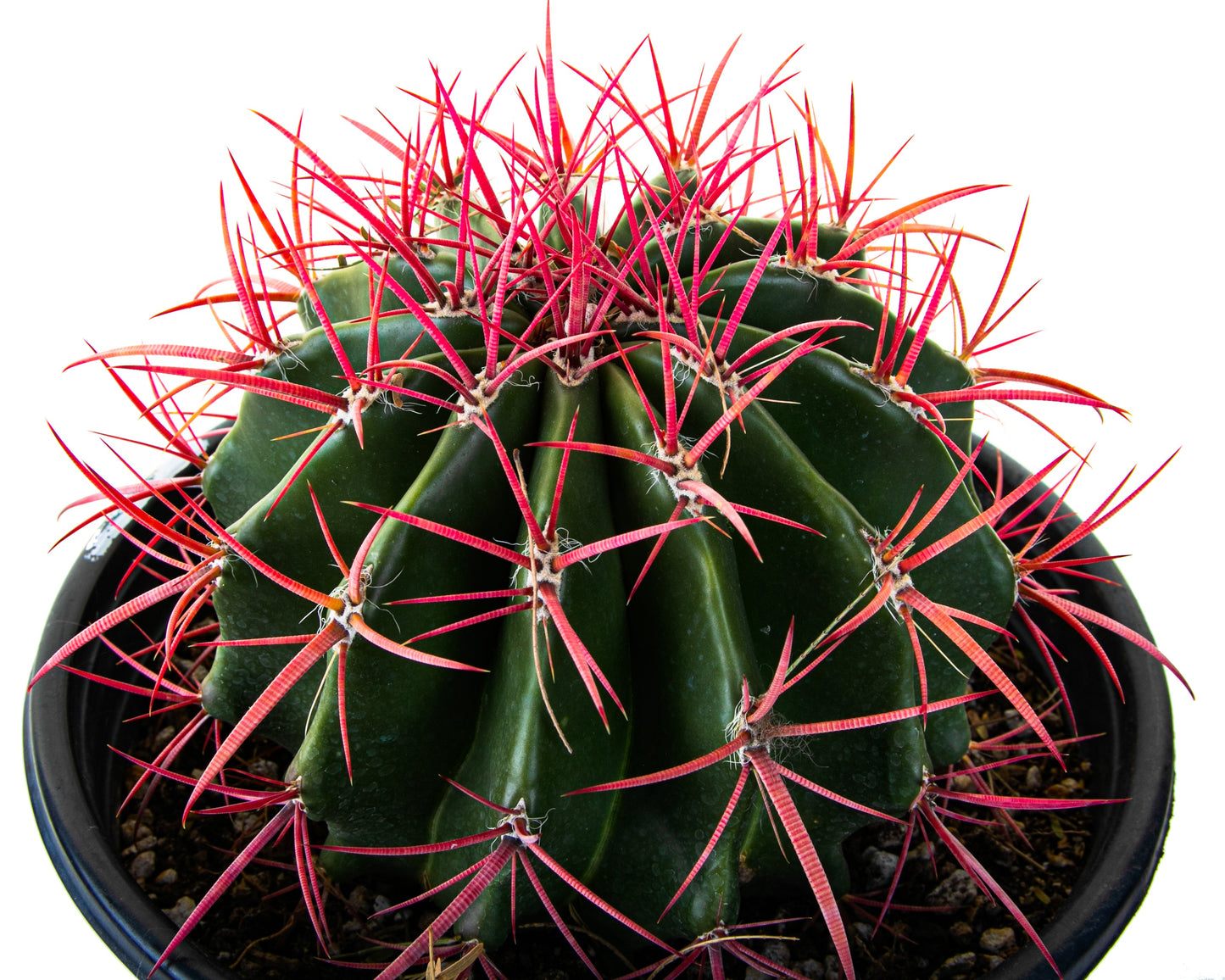 Ferocactus Pringlei