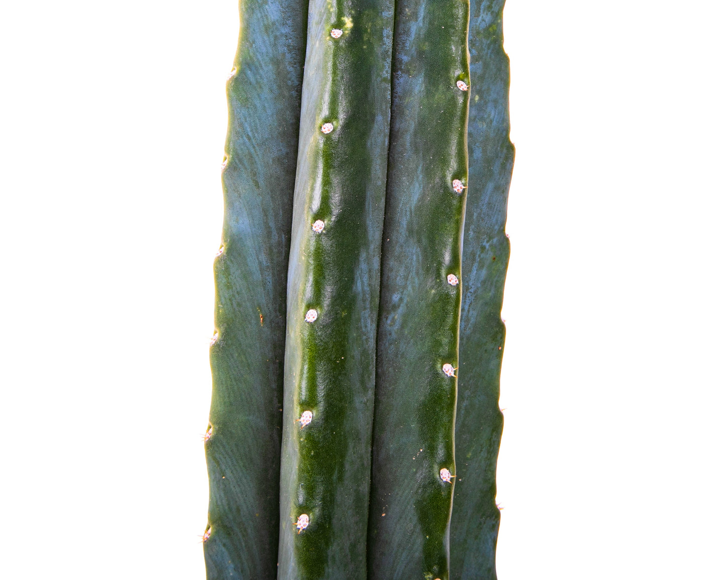 Trichocereus Pachanoi