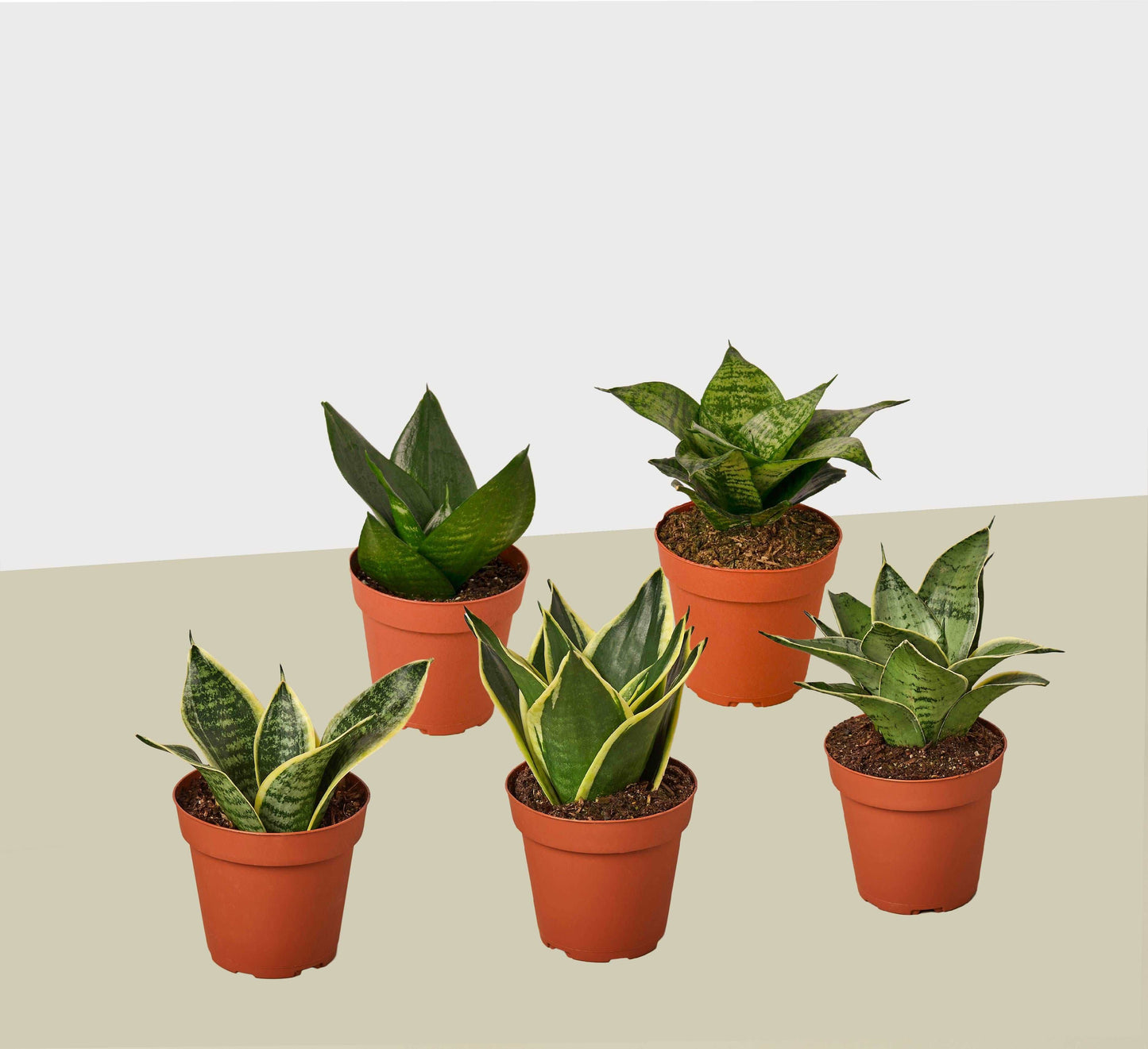 5 Different Snake Plants in 4" Pots - Sansevieria - Live Plant - FREE Care Guide House Plant Shop