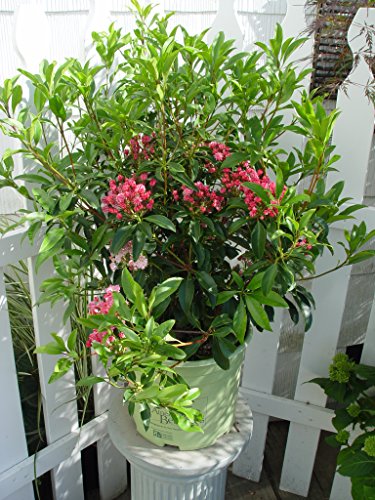 Pink Charm Mountain Laurel