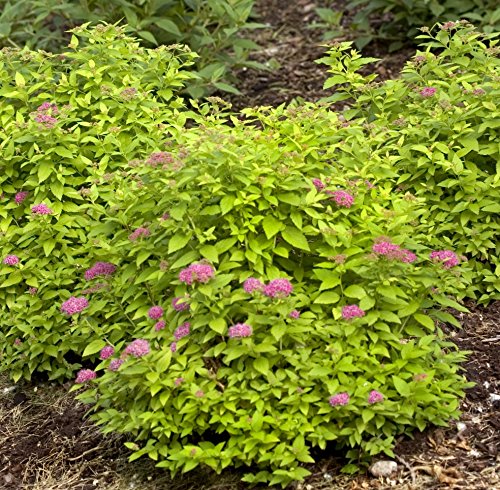 Double Play® Gold Spirea