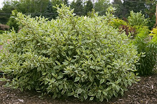 Ivory Halo® Dogwood