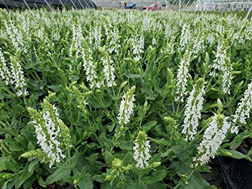 Snow Hill Wood Sage